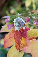 Hydrangea serrata 'Rosalba' - Hortensia usé 'Rosalba' en automne