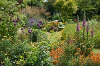 Jardin arrière coloré avec parterres mixtes comprenant Allium gigantum, Foxglove, Angelica, Erisyium, Poppy, Oat Grass et Acer palmatum 'Sango-kaku'