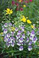 Série Angelonia Archange 'Angelface Wedgewood Blue' - Muflier d'été et Euryops pectinatus