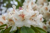 Rhododendron 'Maharani'