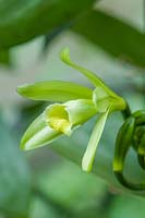 Vanilla planifolia - Orchidée vanille à feuilles plates