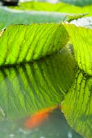 Victoria cruziana - Nénuphar - Détail de feuilles reflétées dans l'eau.