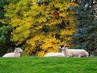 Moutons à l'arboretum.