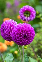 Dahlia 'Rocco' - Dahlia boule violet lilas