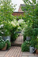 Pots de roses avec bacopa et porte flanc de bouleaux argentés, menant à un jardin à thème blanc planté d'hydrangea arborescens blanc 'Annabelle', marguerites shasta et Fuchsia 'Hawkshead '.