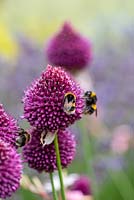Les abeilles se nourrissent d'Allium sphaerocephalon