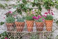 Collection de dianthus parfumés - Roses en pots en terre cuite avec jardinère