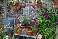 Une allée étroite est remplie d'intérêt avec des clématites, une table de rempotage de plantes à fleurs, un arrosoir suspendu, de vieux ciseaux et un tamis de jardin.