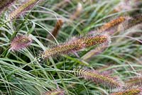 Pennisetum alopecuroides 'Cassian's Choice' - herbe de fontaine chinoise