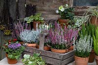Exposition de plantes d'automne en pot, y compris Calluna à fleurs, Hellébore, Calocephalus, Brassica ornementale, Gaultheria et Hedera.