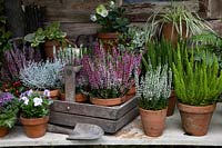 Exposition de plantes d'automne en pot, y compris Calluna à fleurs, Hellébore, Calocephalus, Brassica ornementale, Gaultheria, Viola et Hedera.
