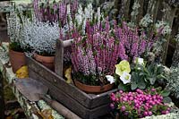 Plantes d'automne, y compris les bourgeons à fleurs Callunas, Hellébore, Pernettya et Calocephalus