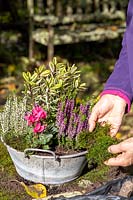 Personne habillant un pot mixte de plantes d'intérêt d'automne avec de la mousse.