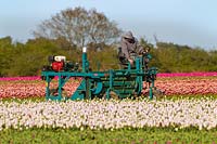 Deadheading rangées de tulipes pour la production de bulbes à West Norfolk, Royaume-Uni.