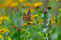 Vanessa cardui - Painted Lady Butterfly - se nourrissant de fleur de Pulicaria dysenterica - Vergerette commune