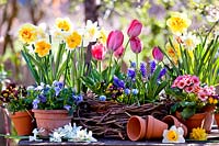 Fleurs de printemps affichées dans des pots sur la table - jonquilles, tulipes, pensées, primevères et jacinthes de raisin.
