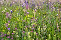 Prairie de fleurs sauvages avec trèfle rouge, clary des prés, gale des champs, hochet jaune, marguerite, euphorbe, renoncule et de nombreuses herbes.