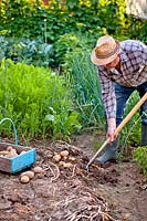 Homme déterrant les pommes de terre.