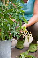 Cultiver des tomates en pot - éliminer les feuilles malades Phytophthora infestans.