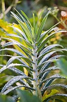 Euphorbia lathyris - Euphorbe câpres