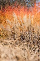 Miscanthus 'Ondine' - syn. eulalia 'Undine' - avec Cornus sanguinea en arrière-plan