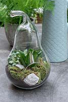 Un terrarium en verre en forme de poire planté de petites plantes à feuillage