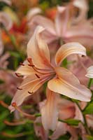 Lilium asiatique 'Pearl Jessica'
