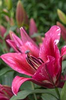 Trompette Orientale Lilium 'Palazzo' - Orienpet Lily