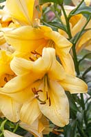 Trompette d'Orient Lilium 'Terrasol' - Orienpet Lily