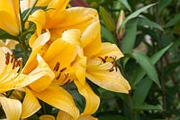 Trompette d'Orient Lilium 'Terrasol' - Orienpet Lily
