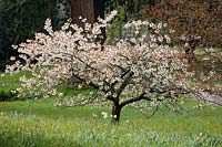 Prunus serrulata - Japanese Cherry Tree - spécimen dans l'herbe haute