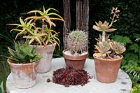 Aloès, Sempervivums, un Graptopetalum et un cactus disposés en pots sur une table extérieure