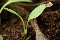 Semis de panais Pastinaca sativa 'Hollow Crown' avec tégument attaché à la feuille de graine cultivée dans un bouchon fait maison fabriqué à partir d'une section de tube de papier toilette rempli de compost