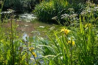 Grand étang naturel avec Iris pseudacorus - Iris drapeau jaune et Oenanthe crocata - Water Dropwort Hemlock
