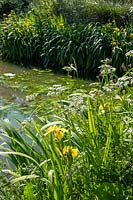Grand étang naturel avec Iris pseudacorus - Iris drapeau jaune et Oenanthe crocata - Water Dropwort Hemlock