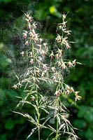 Arrhenatherum elatius - fausse herbe d'avoine libérant du pollen au début de l'été