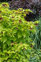 Leycesteria formosa 'Notbruce' Lanternes dorées avec arbuste à feuilles violettes au-delà
