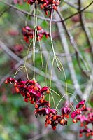 Arbre de fusée Euonymus planipes