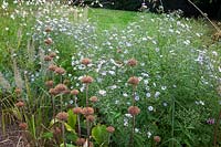 Têtes de semence Aster et Phlomis en parterre de fleurs à la fin de l'été. École primaire Sedlescombe, Sussex, Royaume-Uni.