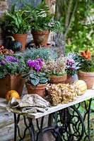 Pots en terre cuite de plantes d'intérêt d'automne assorties affichées sur une vieille table en marbre.