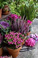 Affichage de pots en terre cuite de plantes variées d'intérêt d'automne.