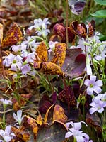 Puccinia sorghi - rouille orange sur les feuilles d'Oxalis