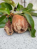 Monilinia laxa et Monilinia fructigena - Pourriture brune - sur poire