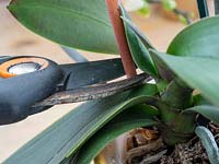 Retirer les tiges brunes d'orchidée épuisées