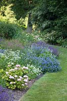 La plantation comprend l'Hydrangea 'Preziosa', Lagurus ovatus, Echium vulgare 'Blue Bedder', Astrantia major et plus loin Sanguisorba tenuifolia 'Purpurea' et Salvia verticillata 'Purple Rain'
