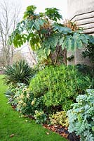 Parterre de fleurs de plantes à feuillage gras comprenant: Tetrapanax papyrifer 'Rex', Euphorbia mellifera, Melianthus major, Yucca et x Fatshedera lizei