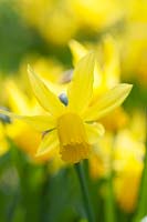 Narcissus cyclamineus 'Février Gold' - Jonquille 'Février Gold'