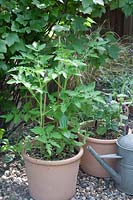 Tomate Gardener's Delight et Zinnia dans de nouveaux pots en terre cuite d'argile, gravier comme paillis pour retenir l'humidité