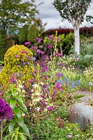Lunaria annua 'Chedglow' - Honnêteté - avec Camassia blanche, au-delà d'un jardin de cottage