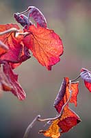 Feuillage de Corylus avellana contorta - Noisetier contorsionné